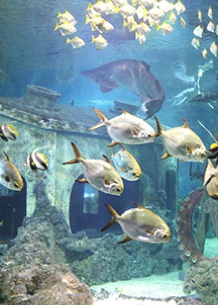 Воронежский океанариум