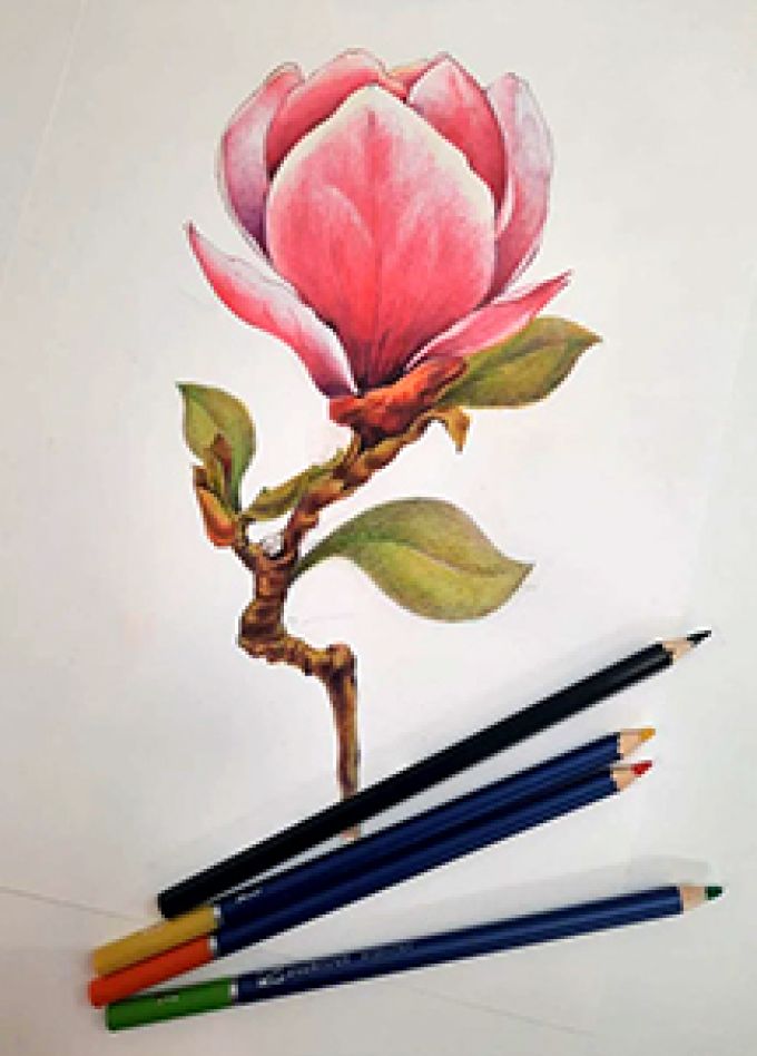 Зарисовки Карандашом. Магнолия. Музейное занятие